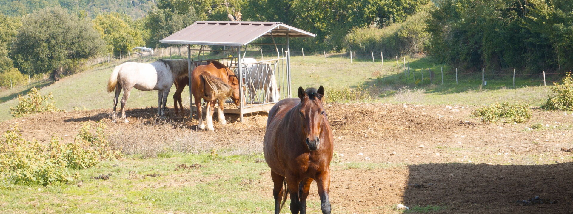Villa Airone Tegoni, Pool, Radicondoli: all'aperto, Attività, Autunno, Estate, Primavera